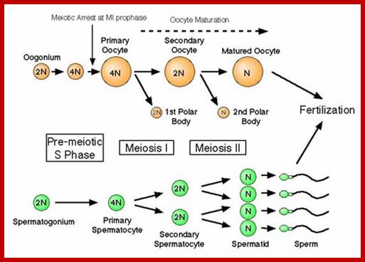 Description: ... Through <b>Meiosis</b> (redirected from cell division through <b>meiosis</b>