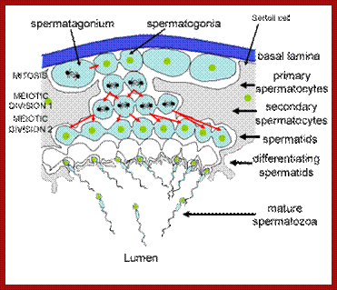 Description: Image result for sertoli cells in Human males