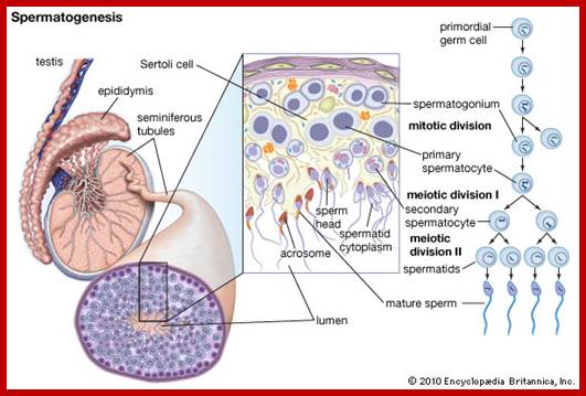 Description: Image result for Sertoli cells in human beings