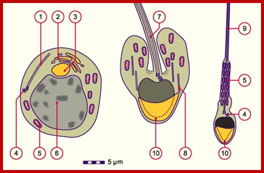 Description: http://www.embryology.ch/images/cimggametogen/03spermato/c3h_spermiogenese.gif