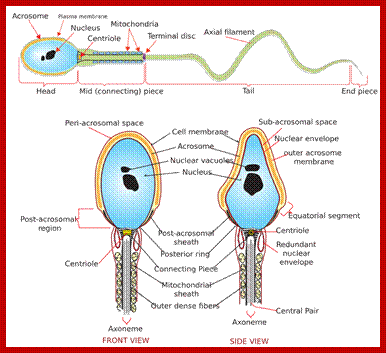 Description: Image result for Human meiosis and sperm formation