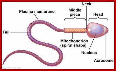 Description: http://www.biology.lifeeasy.org/?qa=blob&qa_blobid=3815661710730797871