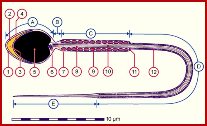 Description: http://www.embryology.ch/images/cimggametogen/03spermato/c3i_spermium.gif