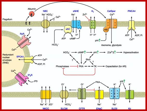 Description: http://physrev.physiology.org/content/physrev/91/4/1305/F6.large.jpg?width=800&height=600&carousel=1