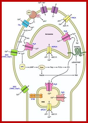 Description: Image result for Human spermatozoa structure and function