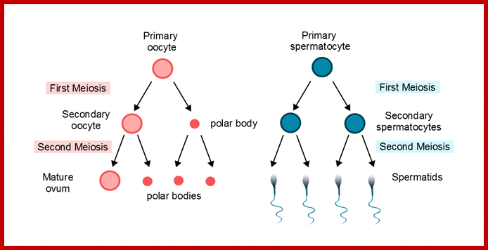 Description: Polar bodies