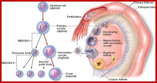 Image result for Oogenesis in Humans