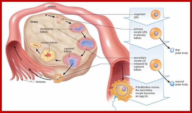 Image result for Oogenesis in Humans