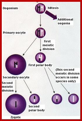 Description: http://www.biology-pages.info/O/oogenesis.png