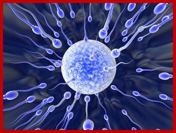 Description: Image result for sperm penetration into human eggs