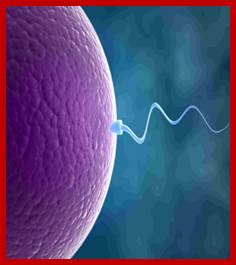 Description: Image result for development of human meiosis and eggs formation