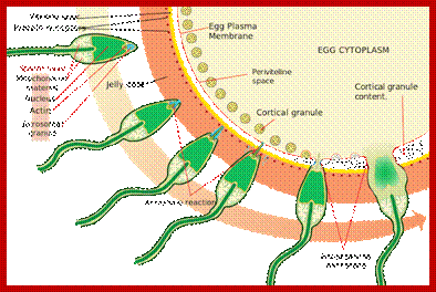 Description: MCAT Human Development - Acrosome Reaction