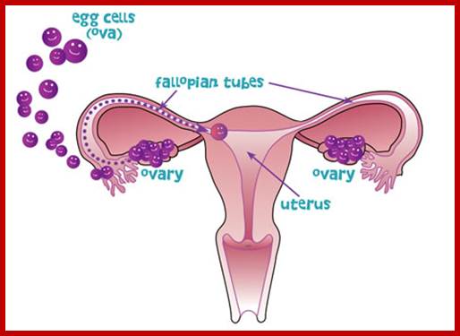 Description: Ovulation illustration