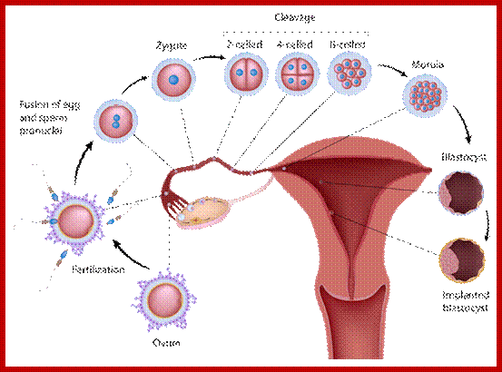 Description: Image result for development of human eggs and fertilization to birth