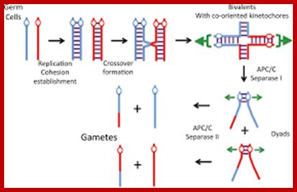 Description: Image result for Kinetochore organization in Meiotic chromosomes