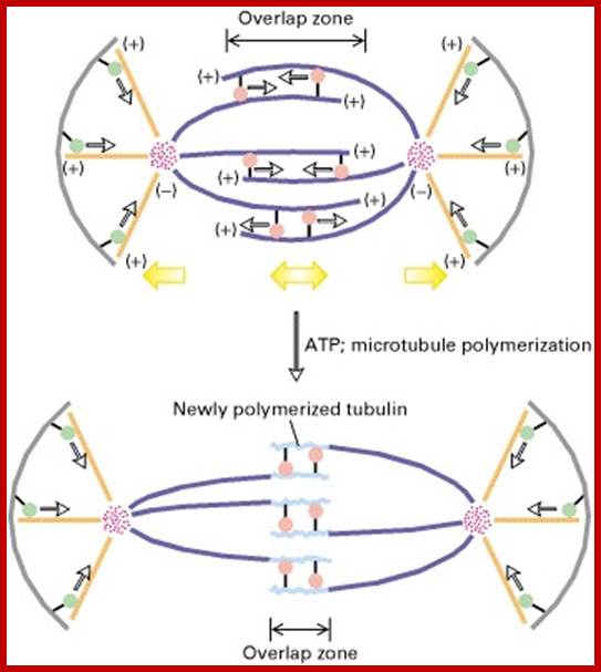 Description: Figure 19-47. Model of spindle elongation and movement during anaphase B. Tubulin (light purple) adds to the (+) ends of all polar microtubules, lengthening these fibers.