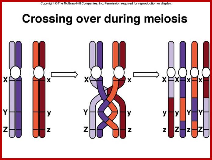 Description: http://www.uic.edu/classes/bios/bios100/lecturesf04am/crossingover01.jpg