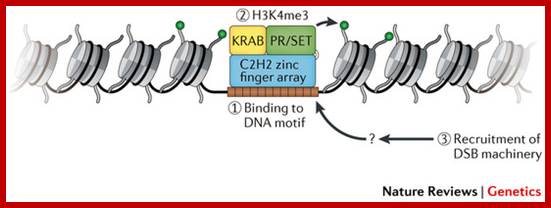 Description: Model for the role of PRDM9 in meiotic DSB localization.