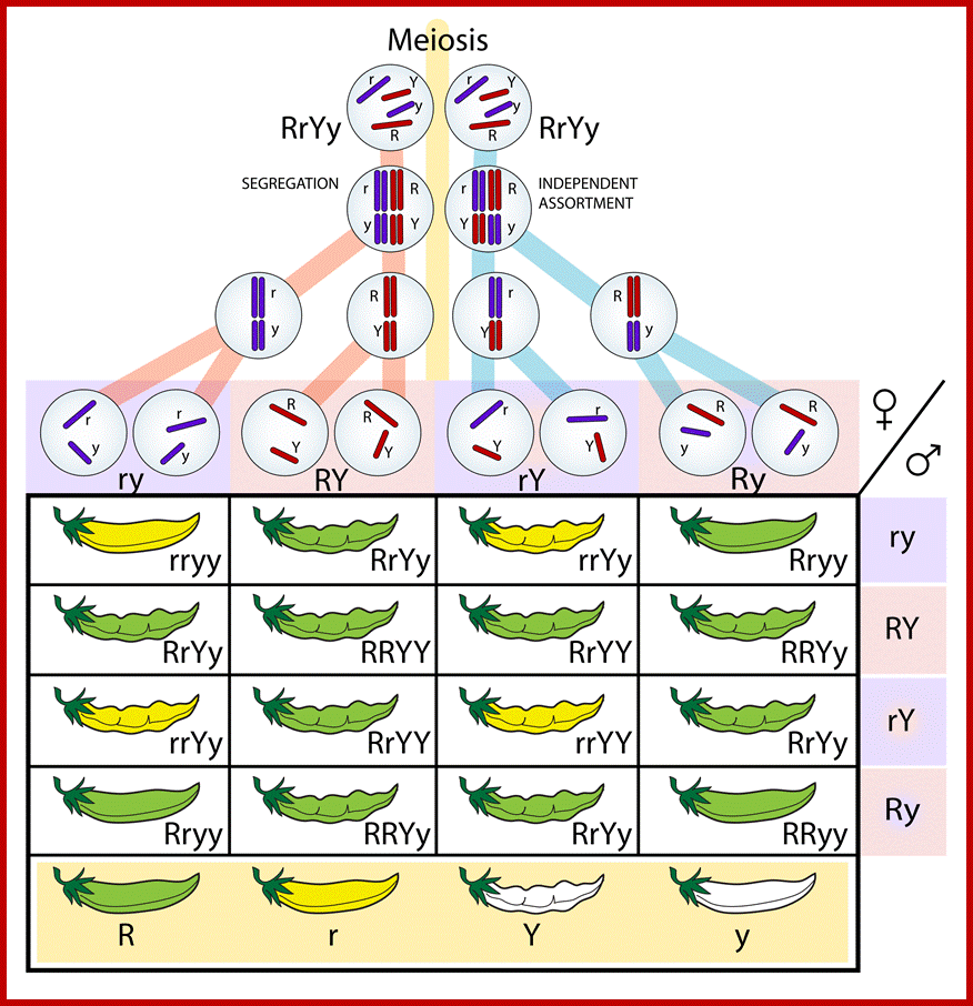 Description: https://upload.wikimedia.org/wikipedia/commons/thumb/8/8b/Independent_assortment_%26_segregation.svg/2000px-Independent_assortment_%26_segregation.svg.png