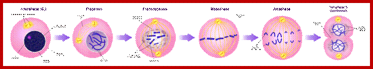 A diagram of the mitotic phases