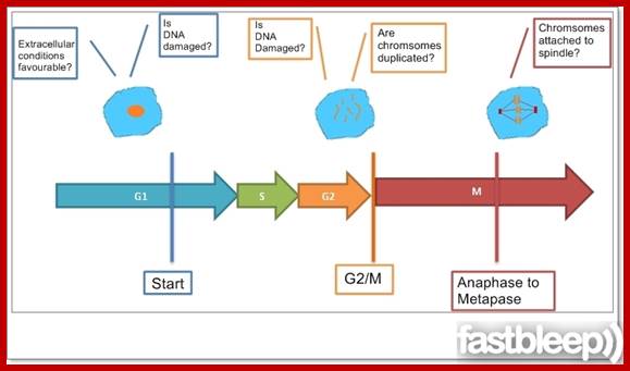 Image result for cell cycle G1 check point proteins