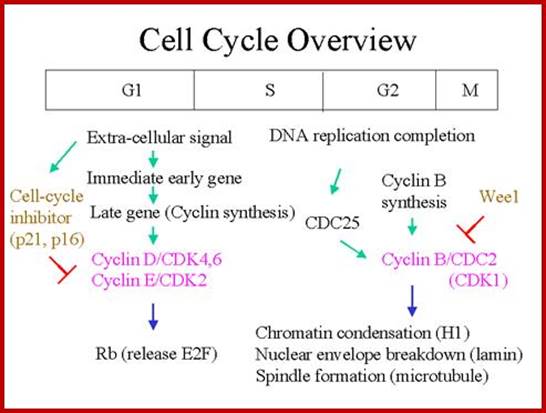 Image result for CDK protein inhibitors