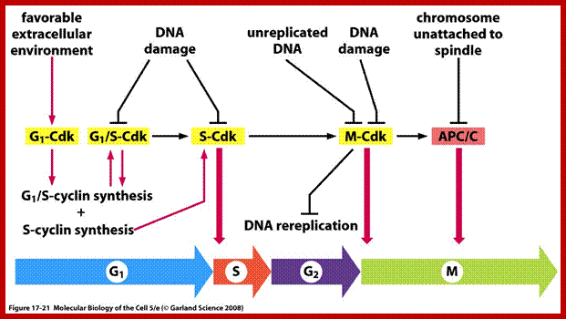 Image result for cell cycle G1 check point proteins