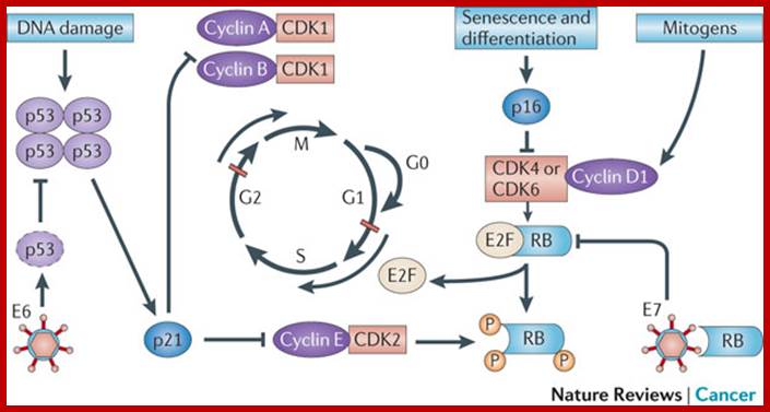 The molecular biology of head and neck cancer