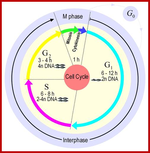 Image result for Cell cycle specific Transcriptional regulation of Mitotic Genes