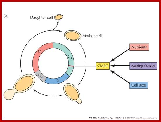 http://oregonstate.edu/instruction/bi314/summer09/Fig-16-05-1.jpg