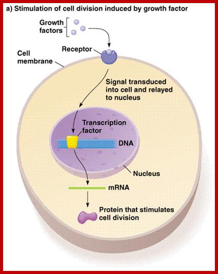 http://dpuadweb.depauw.edu/cfornari_web/DISGEN/retinoblastoma_website/public_html/images/signal%20transduction%20pathway.gif