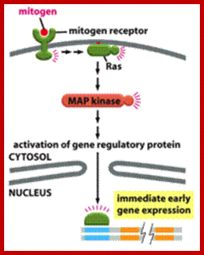 Image result for Mitogens or mitogen like factors induce mitosis or cell division