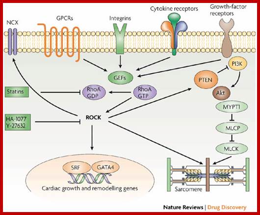 Image result for Mitogens activating cell division