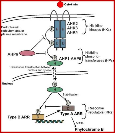 Image result for Plant CELLS-To divide or not to divide-cytokinin as signal molecules