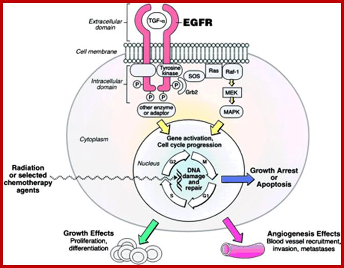 http://www.cancertrials.ca/images/OSIdiagram.gif