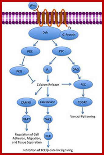 220px-Noncanonical_Wnt_calcium_pathway