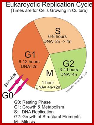 Image result for Cell cycle internal check points