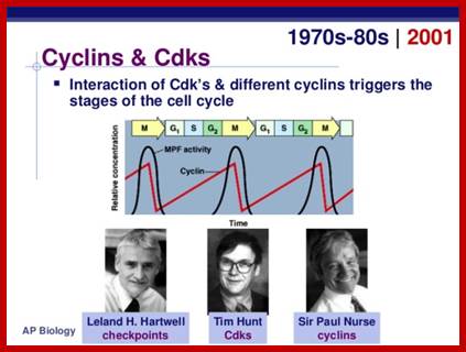 http://image.slidesharecdn.com/chapter12part2-111230052754-phpapp01/95/chapter-12-part-2-control-of-the-cell-cycle-12-728.jpg?cb=1325223484