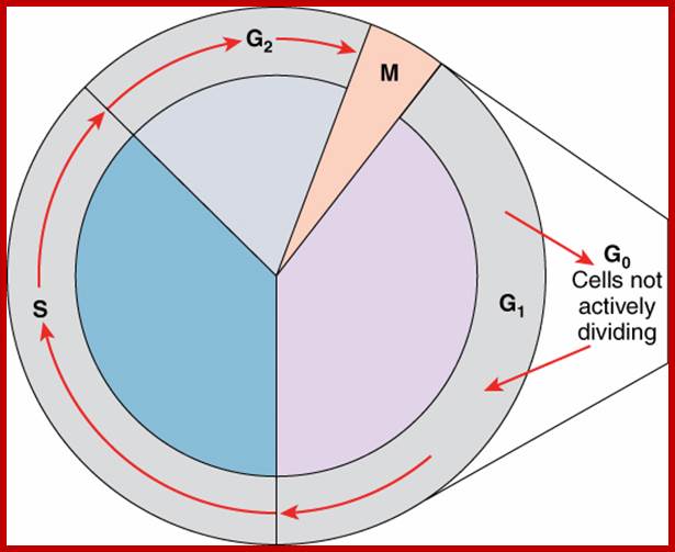 Image result for cell cycle and its implications for cancer genetics