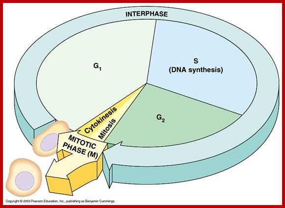 Image result for cell cycle and its implications for cancer genetics