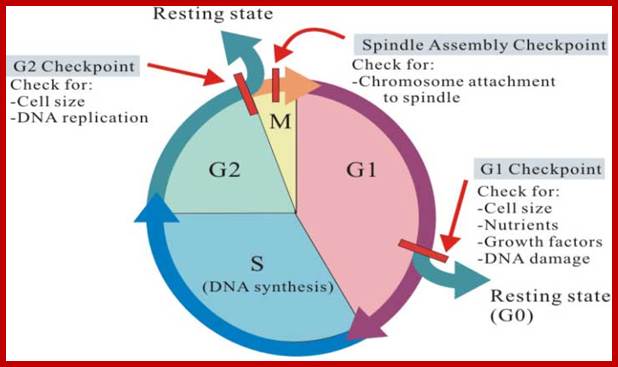 http://gleesonbiology.pbworks.com/f/1159269703/Cell%20cycle%20check%20points.jpg