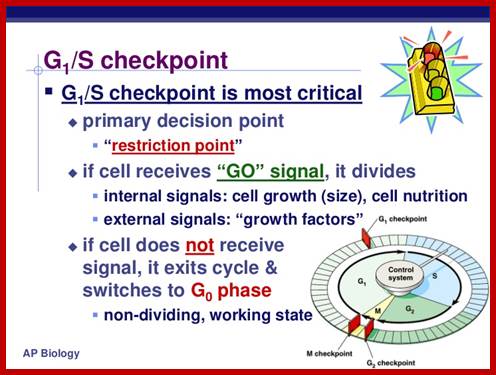 http://image.slidesharecdn.com/chapter12part2-111230052754-phpapp01/95/chapter-12-part-2-control-of-the-cell-cycle-7-728.jpg?cb=1325223484