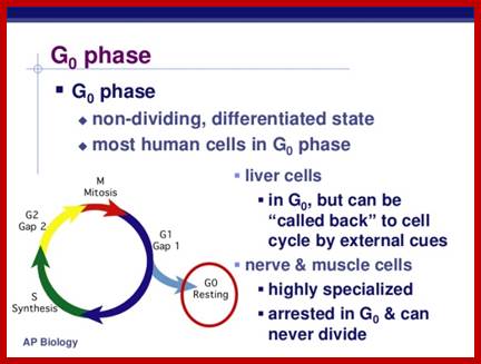 http://image.slidesharecdn.com/chapter12part2-111230052754-phpapp01/95/chapter-12-part-2-control-of-the-cell-cycle-8-728.jpg?cb=1325223484