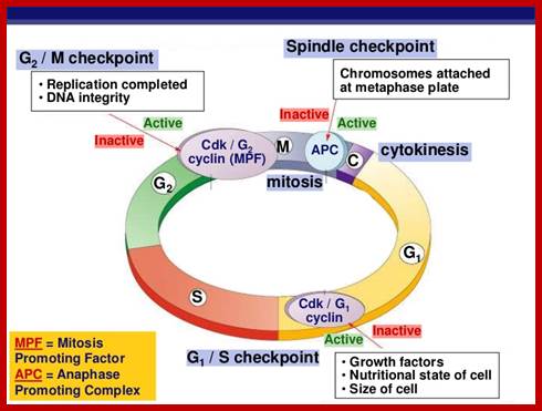 http://image.slidesharecdn.com/chapter12part2-111230052754-phpapp01/95/chapter-12-part-2-control-of-the-cell-cycle-13-728.jpg?cb=1325223484