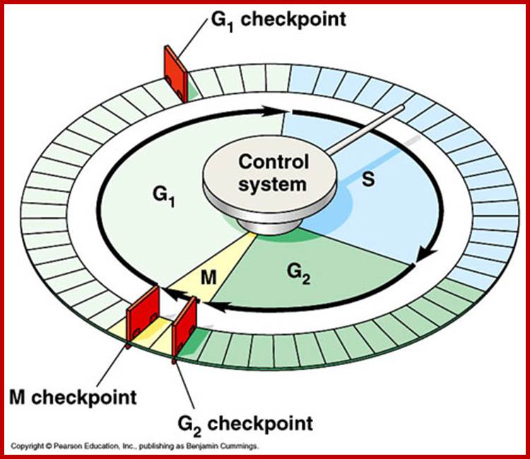 Cell%20Cycle%20Checkpoints