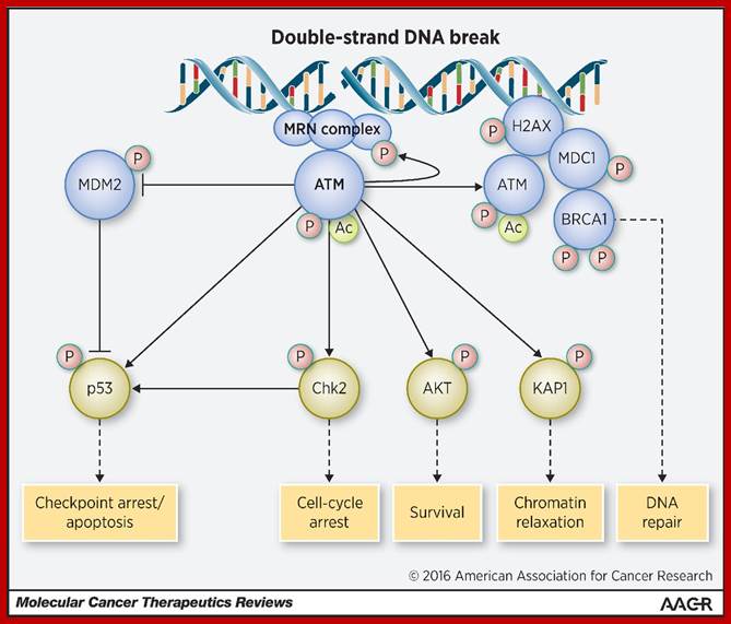 http://mct.aacrjournals.org/content/molcanther/15/8/1781/F1.large.jpg?width=800&height=600&carousel=1