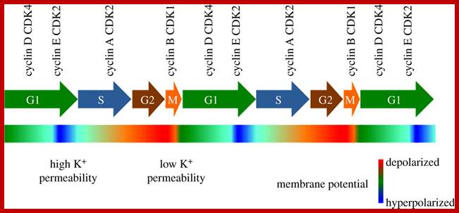 Image result for cell cycle and its implications for cancer genetics