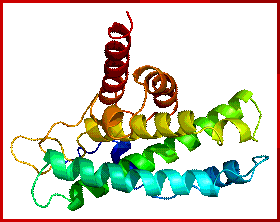 Image result for RB protein