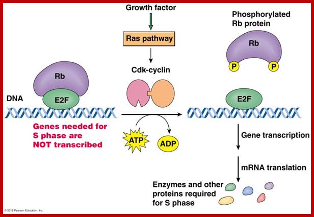 Image result for RB protein