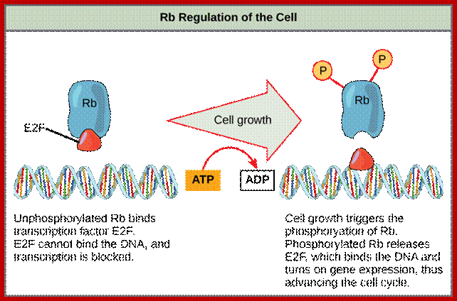 Image result for RB protein